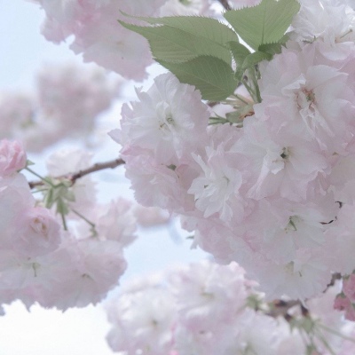 Furry二次元拟人美学兽圈社群